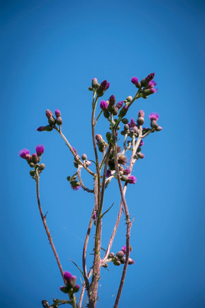 Purple Cirsium arvense flowers on blue sky backgroundの写真素材