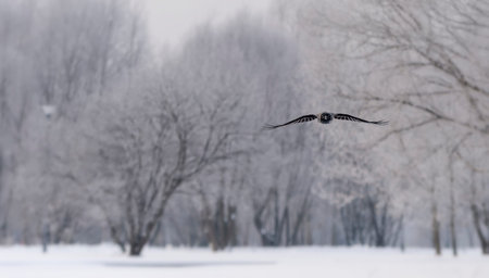 Crow flying in the winter snowy forestの写真素材