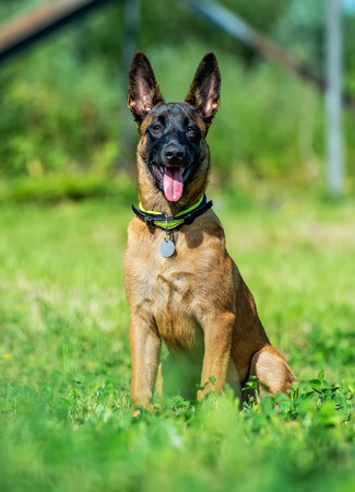 Portrait of a puppy of belgian shepherd malinois dog