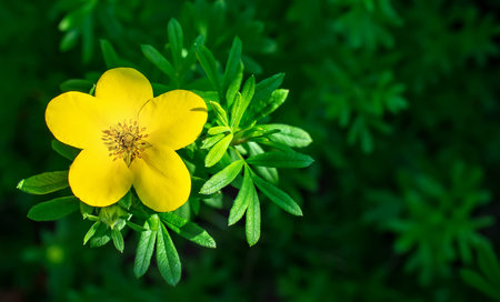 Blossom of Pentaphylloides fruticosa. Nature background with copy space for text