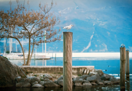 Seagull sitting on a wooden post on the shore of Lake Garda, Italyの写真素材