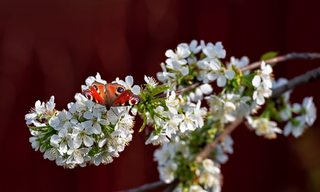 sweet cherry in bloom and peacock butterflyの写真素材