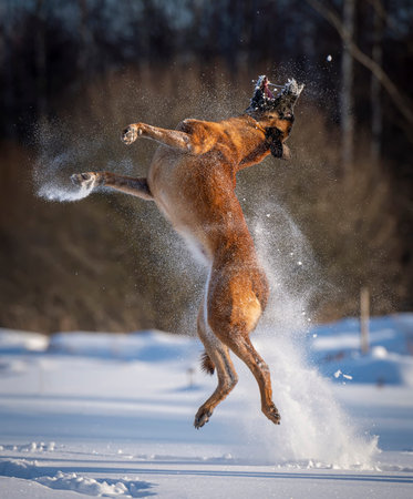 Young Belgian shepherd malinois jumping in the snowの写真素材