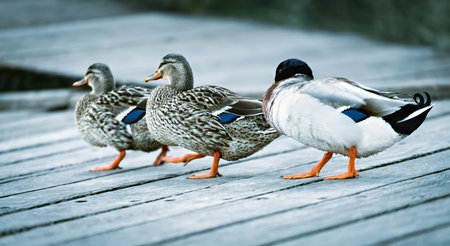 Mallard ducks on a wooden boardwalk. Toned.