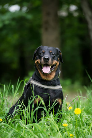 Rottweiler dog sitting in the grass and smiling at the cameraの写真素材