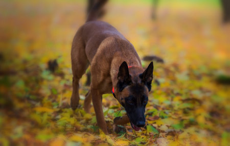 Belgian shepherd Malinois dog in the autumn park. Selective focus on the dogの写真素材