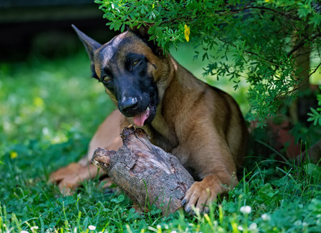 Belgian shepherd puppy malinois playing with wooden logの写真素材