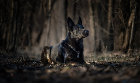 black german shepherd dog in the dark woodsの写真素材
