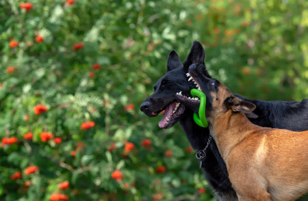 Young Belgian shepherd malinois with green toy in his mouth looks at the black german shepherd