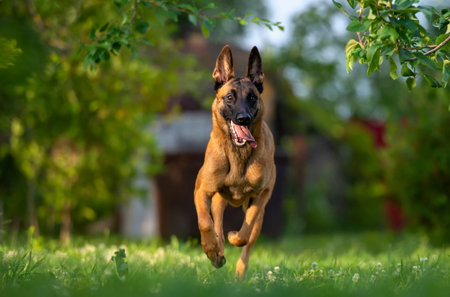 Malinois puppy running in the summer garden