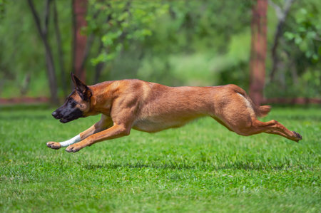 Belgian shepherd malinois dog running through green meadow