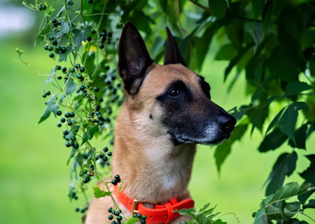 Horizontal portrait of adult Belgian shepherd in the Bryonia Alba bushの写真素材