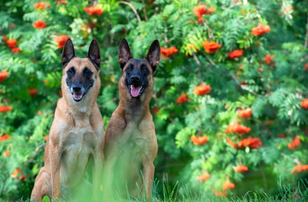 Adult Belgian Shepherd and Malinois puppy on the background of ripe red rowan bushesの写真素材