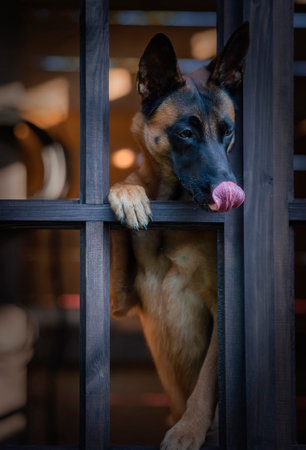 Young female Belgian shepherd Malinois looking through a wooden window frame;