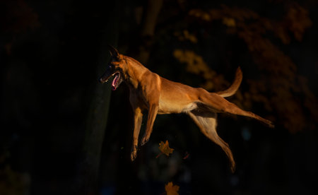 Malinois dog jumping in the dark. Selective focus on the dog