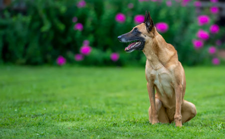 Portrait of Belgian shepherd malinois on floral backgroundの写真素材