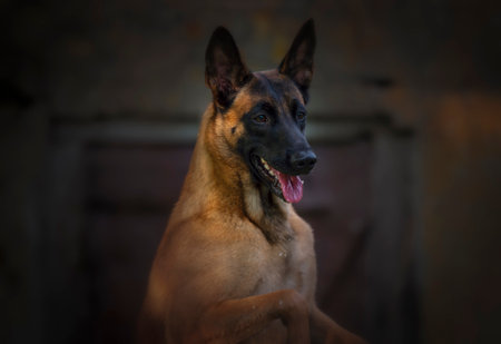 Malinois dog portrait. Selective focus. Shallow depth of fieldの写真素材