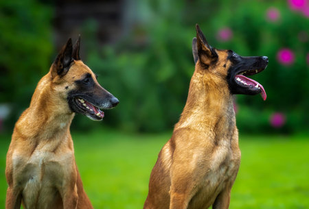 Portrait of two Belgian Shepherd dogs - young and elderly - against the background of summer flowers