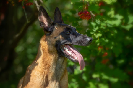 Portrait of a Belgian Shepherd Malinois in the summer garden.の写真素材