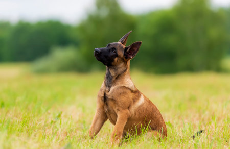 Young Belgian shepherd malinois puppy sitting on the green meadow