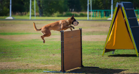 Belgian Shepherd malinois dog jumping over obstacle on IGP course. Selective focus.