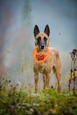 Senior Belgian shepherd Malinois dog on the autumn meadow with orange rubber ring.