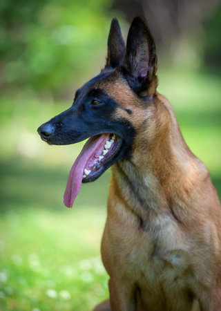 Portrait of a beautiful Belgian shepherd malinois in the park
