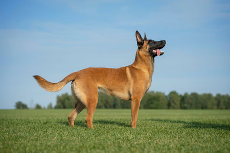 Young Belgian shepherd malinois on the green summer field