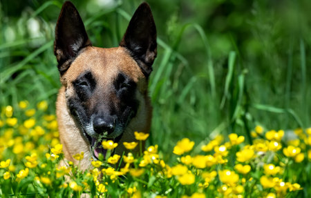 Portrait of a young Belgian shepherd malinois on a background of yellow buttercupsの写真素材