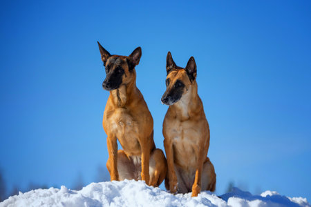 two malinois dogs sitting in the snow on a blue sky backgroundの写真素材