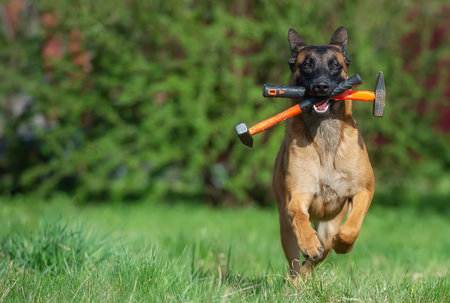 Happy running young Belgian shapherd malinois with two hammers in his mouth