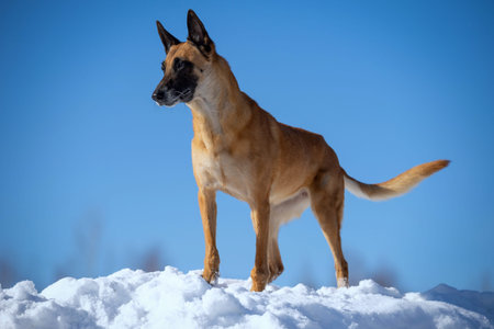 Belgian shepherd dog standing in the snow on a blue sky background