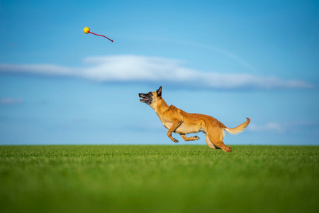 Belgian shepherd malinois dog playing with a ball in the field. Selective focus.