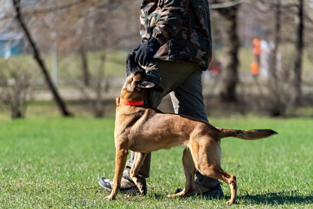 Belgian shepherd dog training off-leash heling in the park. Selective focus.