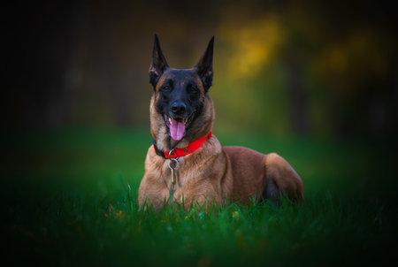 Portrait of a purebred Belgian shepherd malinois on green grass