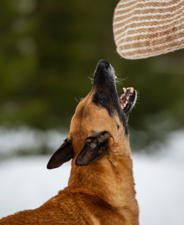 Belgian shepherd malinois dog portrait in winter. Selective focus on the dogの写真素材