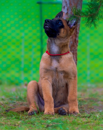 Young Belgian shepherd malinois in red colalr puppy sitting on the grass and looking at the cameraの写真素材