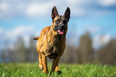 Belgian shepherd Malinois dog running in the field and looking at the camera.
