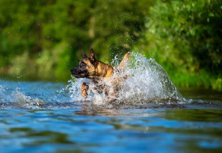 Belgian shepherd malinois dog splashing in the water on a sunny summer dayの写真素材