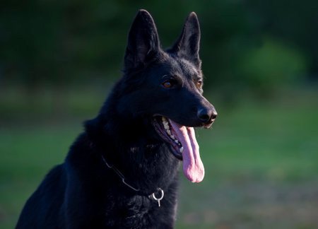 German shepherd dog portrait in the park. Selective focus on the dogの写真素材