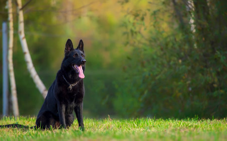 German shepherd dog sitting on the grass in the park. Selective focus.の写真素材
