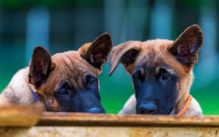 Two puppies of Belgian shepherd malinois are looking on the wooden tableの写真素材