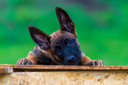 Belgian shepherd malinois puppy on the wooden table. Selective focus.の写真素材