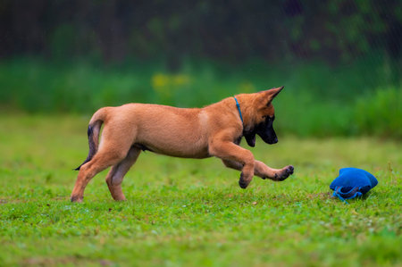 Malinois puppy running on the grass in the park to the blue toy. Selective focus.