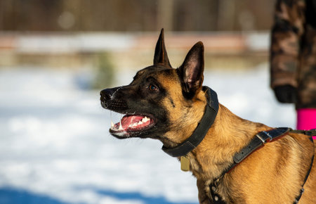 Belgian shepherd malinois dog portrait in winter day. Selective focus on the dog