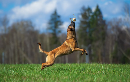 Malinois jumping with a ball in its mouth on a meadowの写真素材