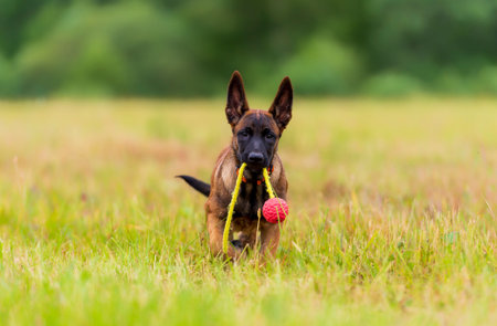 Belgian shepherd puppy playing with a toy ball in the field, summertime