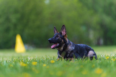 German shepherd puppy on the grass in the garden. Selective focusの写真素材