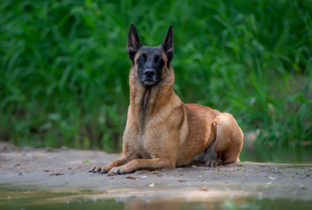 Belgian shepherd dog liyng on the ground and looking to the cameraの写真素材