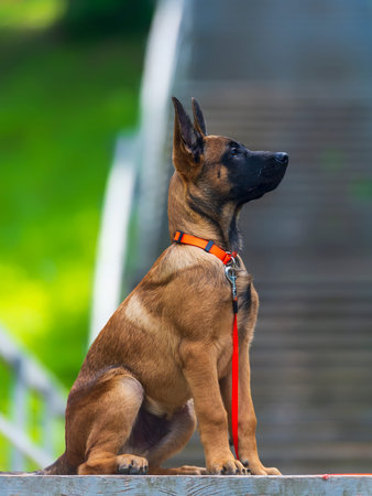 Portrait of a purebred Belgian shepherd malinois dog with orange collarの写真素材